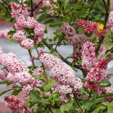 Pale pink and lilac lilac flower clusters with green leaves on branching stems