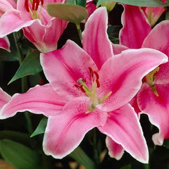 Longfield Gardens Lily Collections, 35-count