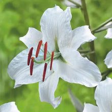 White lily flower with red stamens and yellow center