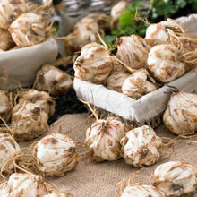 Bag of lily bulbs with brown roots and papery skins