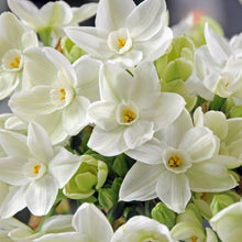 Paperwhite ‘Ziva’ flowers with white petals and yellow centers