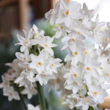 Cluster of white Paperwhite ‘Ziva’ blooms with yellow centers