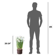 Paperwhite ‘Ziva’ plant shown at 20–24 inches tall beside a 6-foot figure