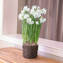 Paperwhite ‘Ziva’ bulbs blooming with white flowers in a woven bird's nest planter