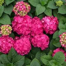 Hot pink hydrangea flower heads clustered on green leafy stems