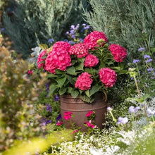 Pink hydrangea blooms in a terra-cotta pot with green leaves