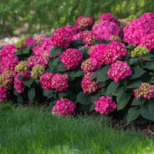 Pink hydrangea shrub with clustered round blooms and broad green leaves