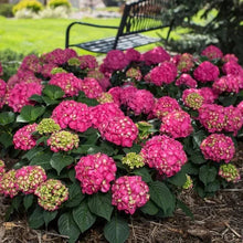 Pink hydrangea blooms with green leaves and tight rounded flower heads