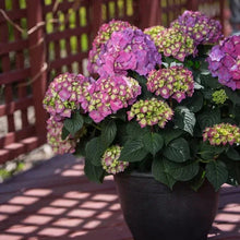 Potted hydrangea with pale pink blooms and green leaves