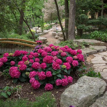 Pink hydrangea border plant with many round blooms and green leaves
