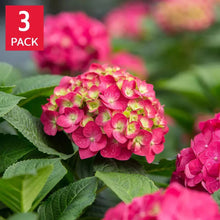 Pink-red hydrangea blooms with dense round flower heads and green leaves