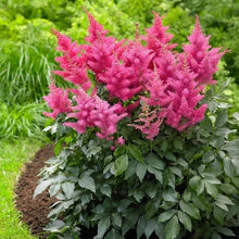 Shade-loving perennial plants, bright pink plume flowers with dark green foliage