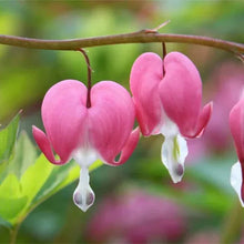 Shade-loving perennial plants, hanging pink heart-shaped flowers on thin stems