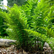 Shade-loving perennial plants, green fern fronds growing from garden mulch