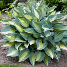 Shade-loving perennial plants, blue-green hosta-like leaves in a garden bed
