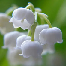 Shade-loving perennial plants, white bleeding-heart flowers with green buds
