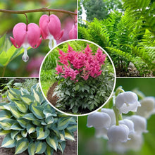 Shade-loving perennial plants, pink bleeding-heart flowers on green stems