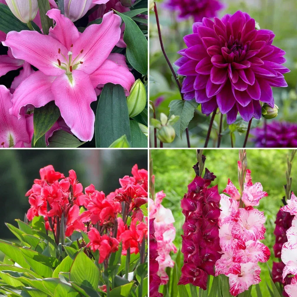 Longfield Gardens Sun Loving Collections