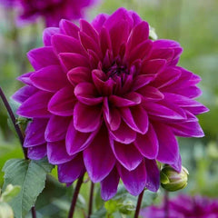 Longfield Gardens Sun Loving Collections