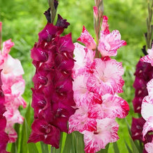 Pink and white gladiolus flower spikes with green leaves