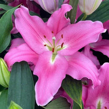 Pink lily bloom with speckled throat and green leaves