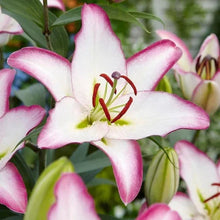 White star-shaped lily-like flower with pink-edged petals and a yellow-green center