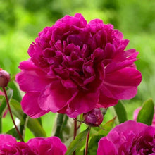 Magenta double-petaled perennial flower with layered petals and green foliage