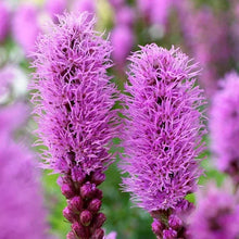 Purple spiky plume flowers on tall stems from a sun-loving perennial plant