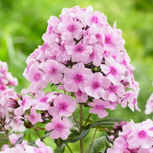 Light pink phlox-like perennial flower cluster with small blooms and green leaves