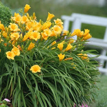Yellow trumpet-shaped perennial flowers with long narrow green leaves