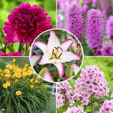 Pink clustered perennial blooms on green stems and leaves