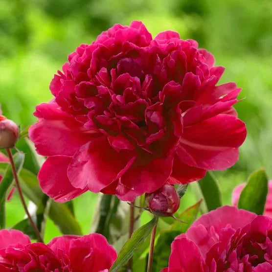 Longfield Garden Solution Collections