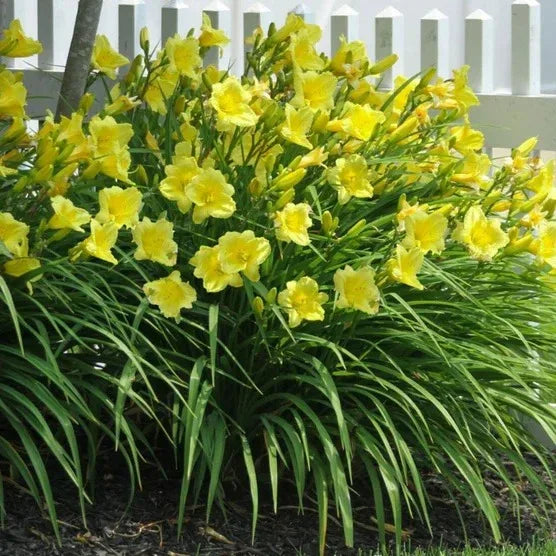 Longfield Garden Solution Collections