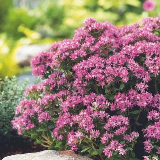 Longfield Garden Solution Collections