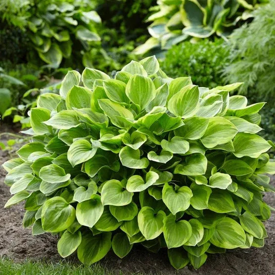 Longfield Gardens Astilbes and Hosta Shade Gardens