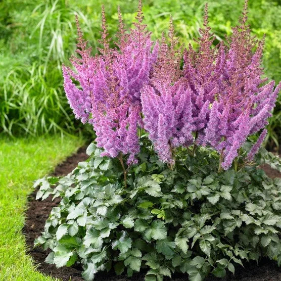 Longfield Gardens Astilbes and Hosta Shade Gardens