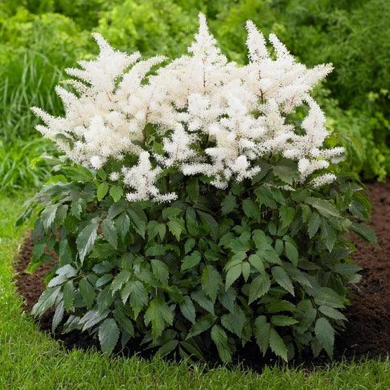 Longfield Gardens Astilbes and Hosta Shade Gardens