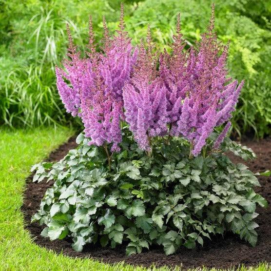 Longfield Gardens Astilbes and Hosta Shade Gardens