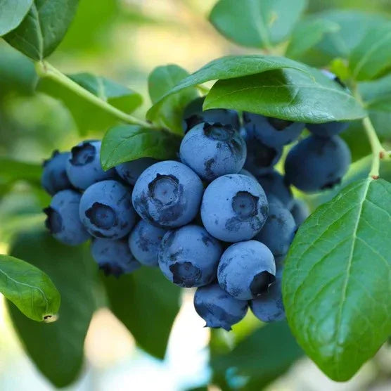 Longfield Gardens Bareroot Fruit