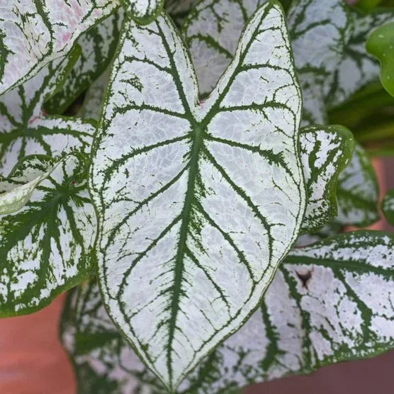 Longfield Gardens Caladiums