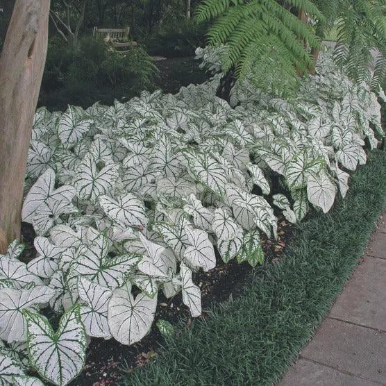 Longfield Gardens Caladiums