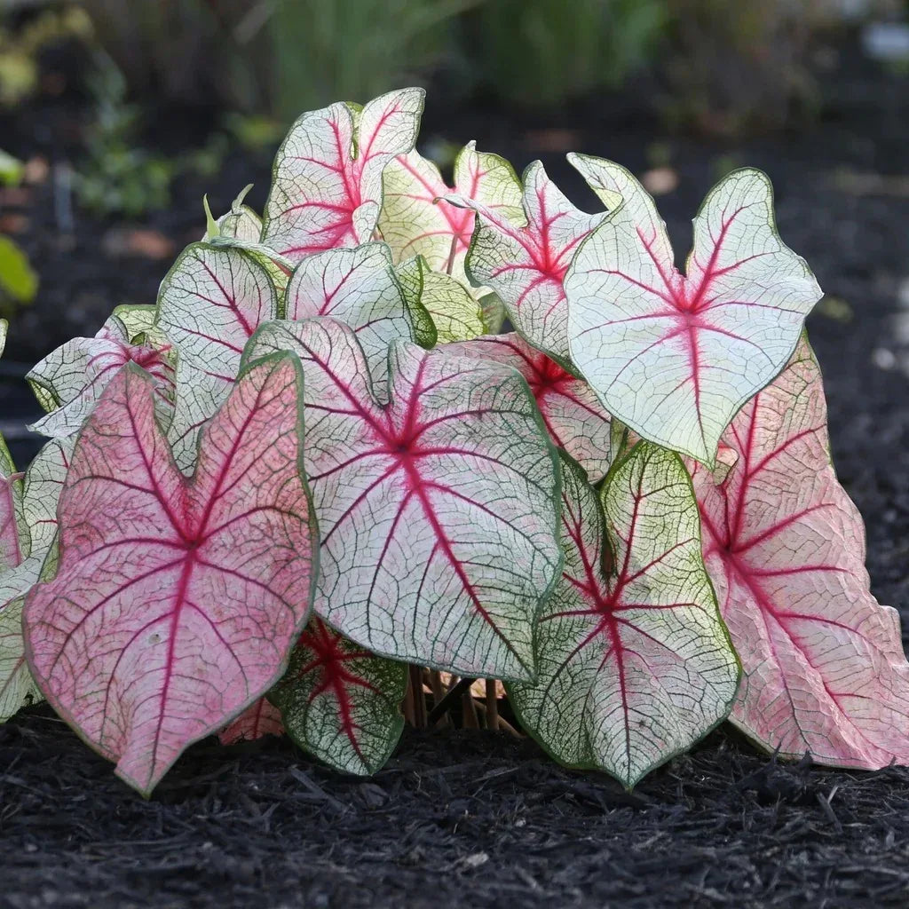 Longfield Gardens Caladiums
