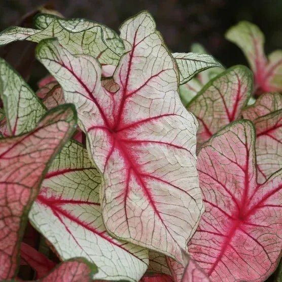 Longfield Gardens Caladiums