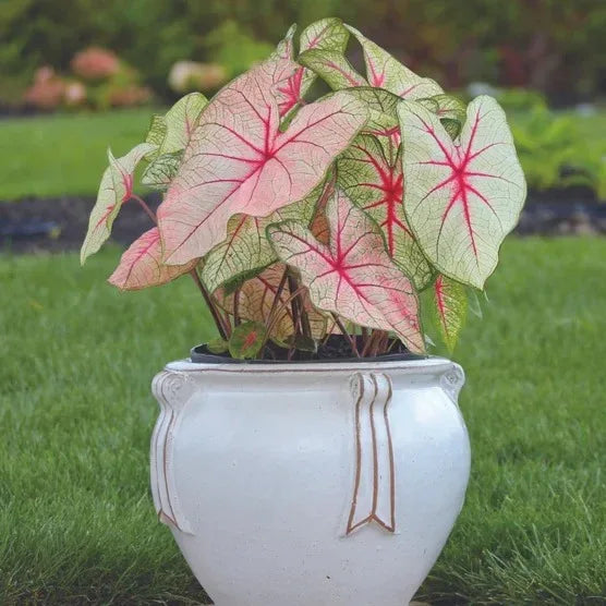 Longfield Gardens Caladiums