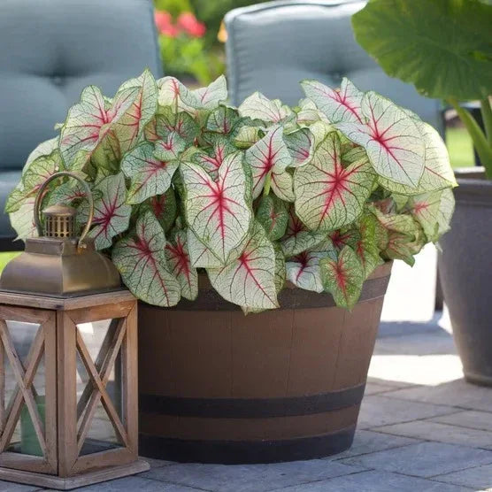 Longfield Gardens Caladiums