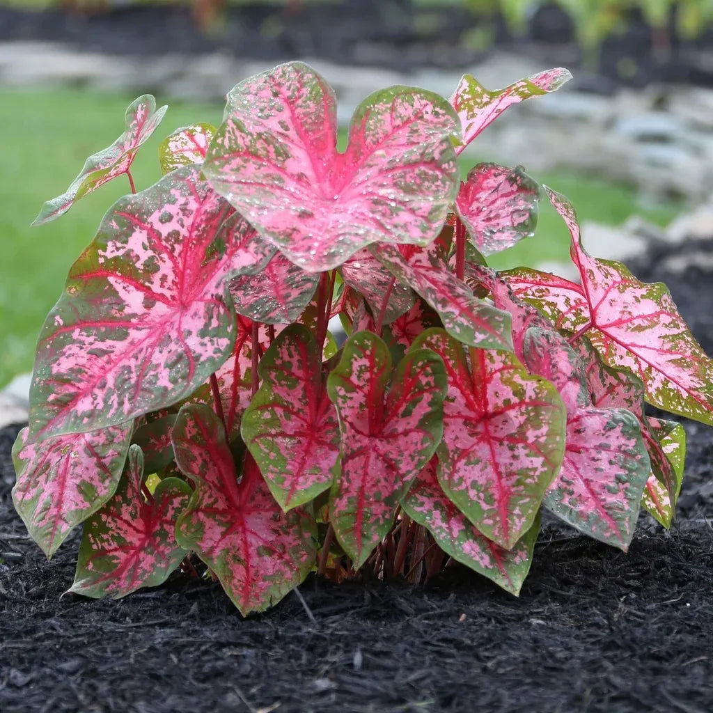Longfield Gardens Caladiums