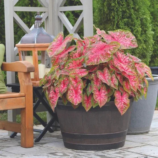 Longfield Gardens Caladiums