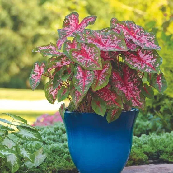 Longfield Gardens Caladiums