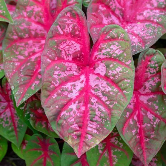 Longfield Gardens Caladiums