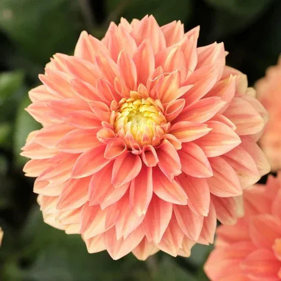 Longfield Gardens Dahlia Collections Assorted Colors, 12-count